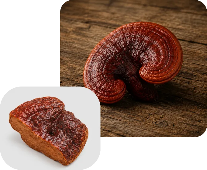 Extracto de Reishi